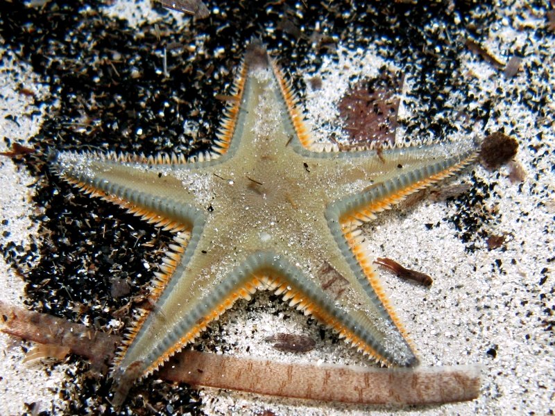 Astropecten jonstoni (Delle Chiaje, 1827)